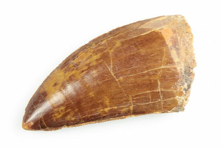 Serrated, Carcharodontosaurus Tooth - Excellent Enamel #192792